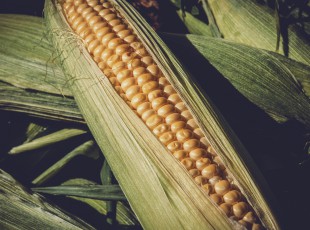 中國農學會分支機構工作座談會在哈爾濱召開